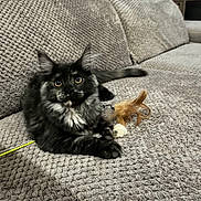 Daisy participe au concours pour gagner de l'argent avec cette photo : cat, kitten, black_cat, fluffy, long_hair, maine_coon, pet, animal, feline, yellow_eyes, sitting, sofa, couch, home, indoor, toy, feather_toy, playful, portrait, cozy