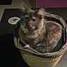 Daisy participe au concours pour gagner de l'argent avec cette photo : cat, feline, fluffy, gray_fur, long_hair, basket, woven_basket, sitting, indoors, table, portrait, pet, animal, eyes, pointed_ears, whiskers, cozy, dim_lighting, home, photography