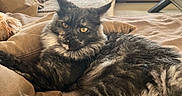 Daisy participe au concours pour gagner de l'argent avec cette photo : cat, fluffy_cat, long_hair, maine_coon, feline, pet, animal, fur, whiskers, pointed_ears, yellow_eyes, lounging, lying_down, couch, sofa, cushions, living_room, coffee_table, indoors, home_decor
