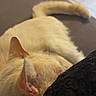 Twix participe au concours pour gagner de l'argent avec cette photo : cat, sleeping, cream_cat, fur, tail, ears, whiskers, couch, sofa, indoor, home, relaxed, resting, curled_up, pet, cozy, close_up, soft_lighting, furniture, portrait