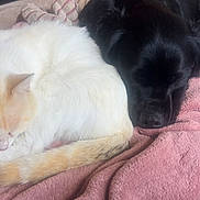 Twix a rejoint le concours — aidez-le/la à gagner de superbes lots ! cat, dog, puppy, sleeping, sleepy, snuggling, pets, animal, furry, white_cat, black_dog, cream_fur, pink_blanket, bed, cozy, indoors, stuffed_animal, resting, cute, companionship