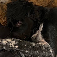 Ali a rejoint le concours — aidez-le/la à gagner de superbes lots ! dog, puppy, black_and_white, spotted, long_hair, sleeping, resting, curled_up, side_eye, pet, animal, couch, sofa, pillows, indoors, cozy, fur, paws, portrait, relaxed