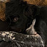 dog, puppy, black_and_white, spotted, long_hair, sleeping, resting, curled_up, side_eye, pet, animal, couch, sofa, pillows, indoors, cozy, fur, paws, portrait, relaxed