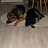 dogs, canine, sleeping, lying_down, resting, indoors, rug, floor, wood_floor, black_and_tan_dog, black_and_white_dog, pet, companionship, cozy, home, furniture, chair, clothing, basket, portrait