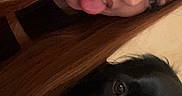 Ali a rejoint le concours — aidez-le/la à gagner de superbes lots ! woman, dog, black_dog, selfie, portrait, face, tongue, playful, indoors, warm_lighting, long_hair, brown_hair, eyes, nose, mouth, pet, companion, close_up, vertical_photo, funny