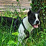Tao a rejoint le concours — aidez-le/la à gagner de superbes lots ! dog, black_and_white, harness, grass, tree, ivy, outdoor, nature, panting, tongue_out, sunlight, greenery, animal, pet, canine, leaf, summer, closeup, forest, path