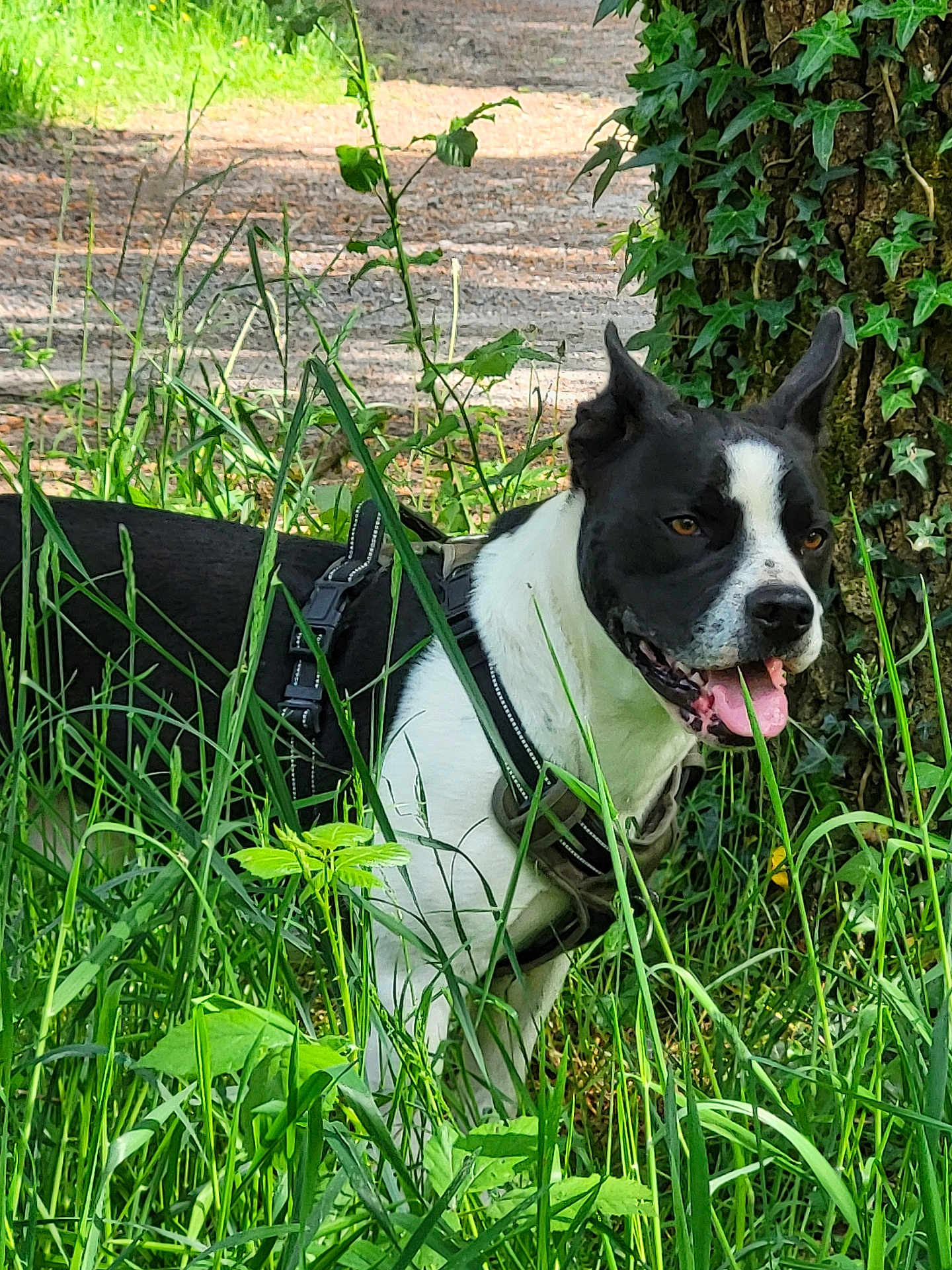 Tao a rejoint le concours — aidez-le/la à gagner de superbes lots ! dog, black_and_white, harness, grass, tree, ivy, outdoor, nature, panting, tongue_out, sunlight, greenery, animal, pet, canine, leaf, summer, closeup, forest, path