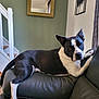 dog, black_and_white, leather_couch, indoor, staircase, mirror, wall_art, relaxed, pet, canine, furniture, home_interior, curious, ear_up, resting, sideways, blanket, living_room, domestic_animal, cozy