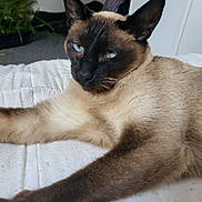 Flamby participe au concours pour gagner de l'argent avec cette photo : siamese_cat, cat, pet, indoor, bed, white_bedspread, feline, relaxed, stretching, blue_eyes, whiskers, fur, animal, mammal, closeup, houseplant, furniture, room, cozy, resting