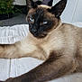 siamese_cat, cat, pet, indoor, bed, white_bedspread, feline, relaxed, stretching, blue_eyes, whiskers, fur, animal, mammal, closeup, houseplant, furniture, room, cozy, resting
