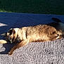 cat, siamese_cat, stretching, quilt, sunlight, outdoor, grass, pet, feline, relaxing, sleeping, animal, mammal, fur, whiskers, tail, resting, nature, daylight, peaceful