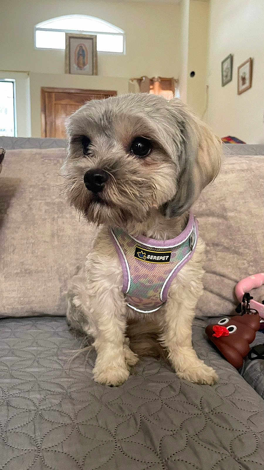 Nina joined the competition — help win amazing prizes! dog, puppy, harness, couch, indoor, pet, fur, small_dog, cute, sitting, looking_away, cozy, living_room, decor, keychain, toy, funny, brown, white, fluffy
