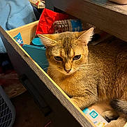 Babygurl is registered to the contest to win money with this photo: animal, brown_fur, cat, close_up, clutter, cozy, curious, domestic, drawer, furniture, household_items, indoor, looking_down, pet, relaxed, resting, snack_bag, storage, tabby_cat, water_bottle