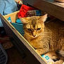animal, brown_fur, cat, close_up, clutter, cozy, curious, domestic, drawer, furniture, household_items, indoor, looking_down, pet, relaxed, resting, snack_bag, storage, tabby_cat, water_bottle