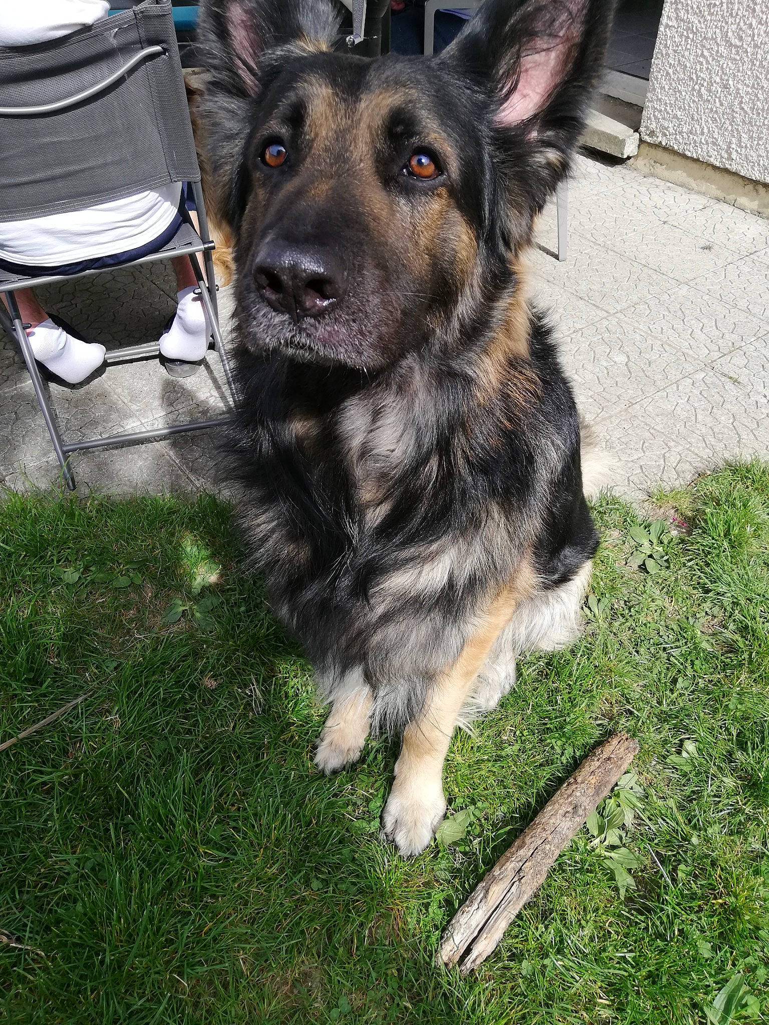 Héros participe au concours pour gagner de l'argent avec cette photo : bohemian_shepherd, canidae, carnivore, dog, dog_breed, ear, east_european_shepherd, german_shepherd_dog, grass, herding_dog, king_shepherd, mammal, old_german_shepherd_dog, rare_breed_dog, shiloh_shepherd_dog, snout, sporting_group, vertebrate, working_dog