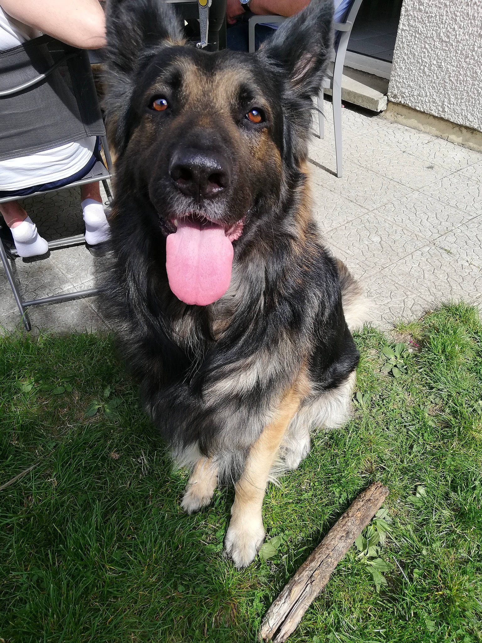 Héros participe au concours pour gagner de l'argent avec cette photo : bohemian_shepherd, canidae, carnivore, dog, dog_breed, east_european_shepherd, fawn, german_shepherd_dog, herding_dog, king_shepherd, mammal, old_german_shepherd_dog, rare_breed_dog, shiloh_shepherd_dog, snout, sporting_group, vertebrate