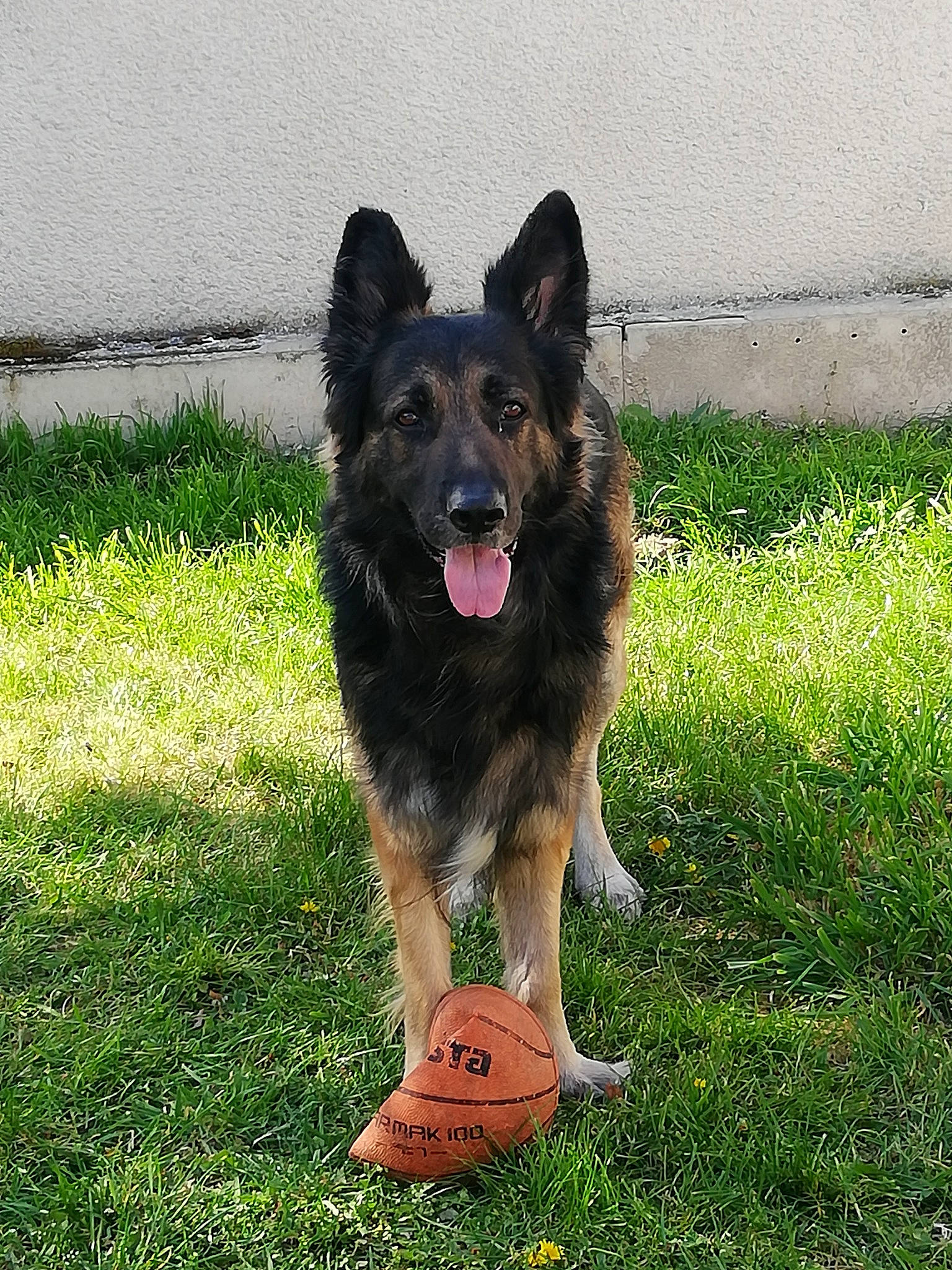 Héros a rejoint le concours — aidez-le/la à gagner de superbes lots ! belgian_shepherd, bohemian_shepherd, canidae, carnivore, dog, dog_breed, german_shepherd_dog, grass, herding_dog, king_shepherd, mammal, old_german_shepherd_dog, rare_breed_dog, shiloh_shepherd_dog, sporting_group, tervuren, vertebrate, working_dog