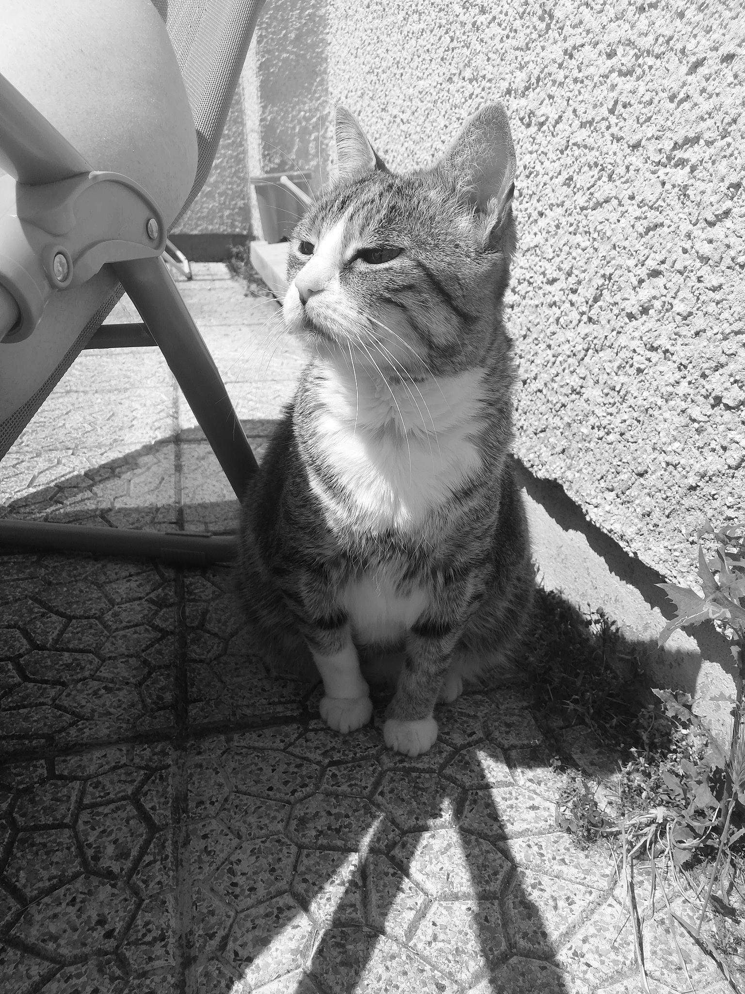 Kiwi participe au concours pour gagner de l'argent avec cette photo : aegean_cat, asian, black_and_white, carnivore, cat, domestic_short_haired_cat, european_shorthair, eye, felidae, kitten, leg, monochrome, monochrome_photography, photography, small_to_medium_sized_cats, snapshot, snout, tabby_cat, whiskers, white