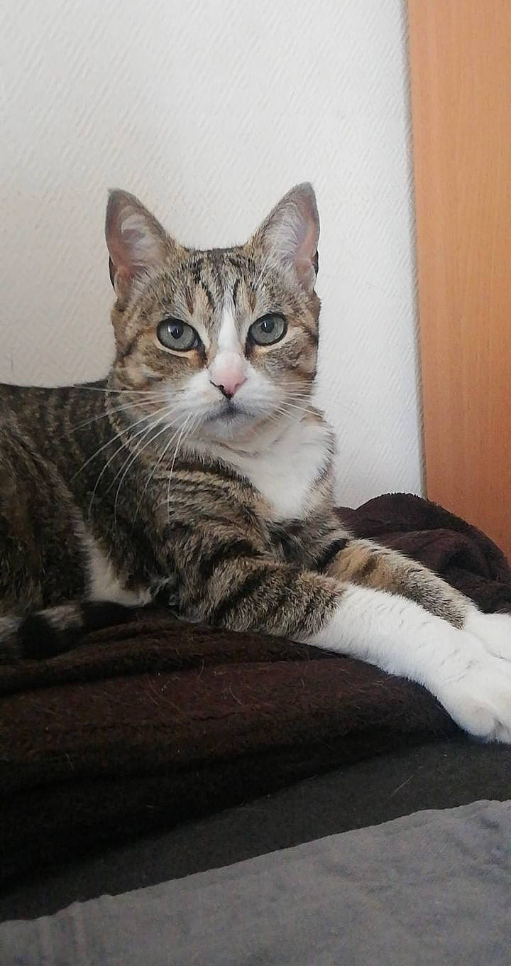 Kiwi a rejoint le concours — aidez-le/la à gagner de superbes lots ! aegean_cat, american_shorthair, american_wirehair, arabian_mau, asian, australian_mist, california_spangled, carnivore, cat, domestic_short_haired_cat, dragon_li, egyptian_mau, european_shorthair, felidae, kitten, mammal, small_to_medium_sized_cats, tabby_cat, vertebrate, whiskers