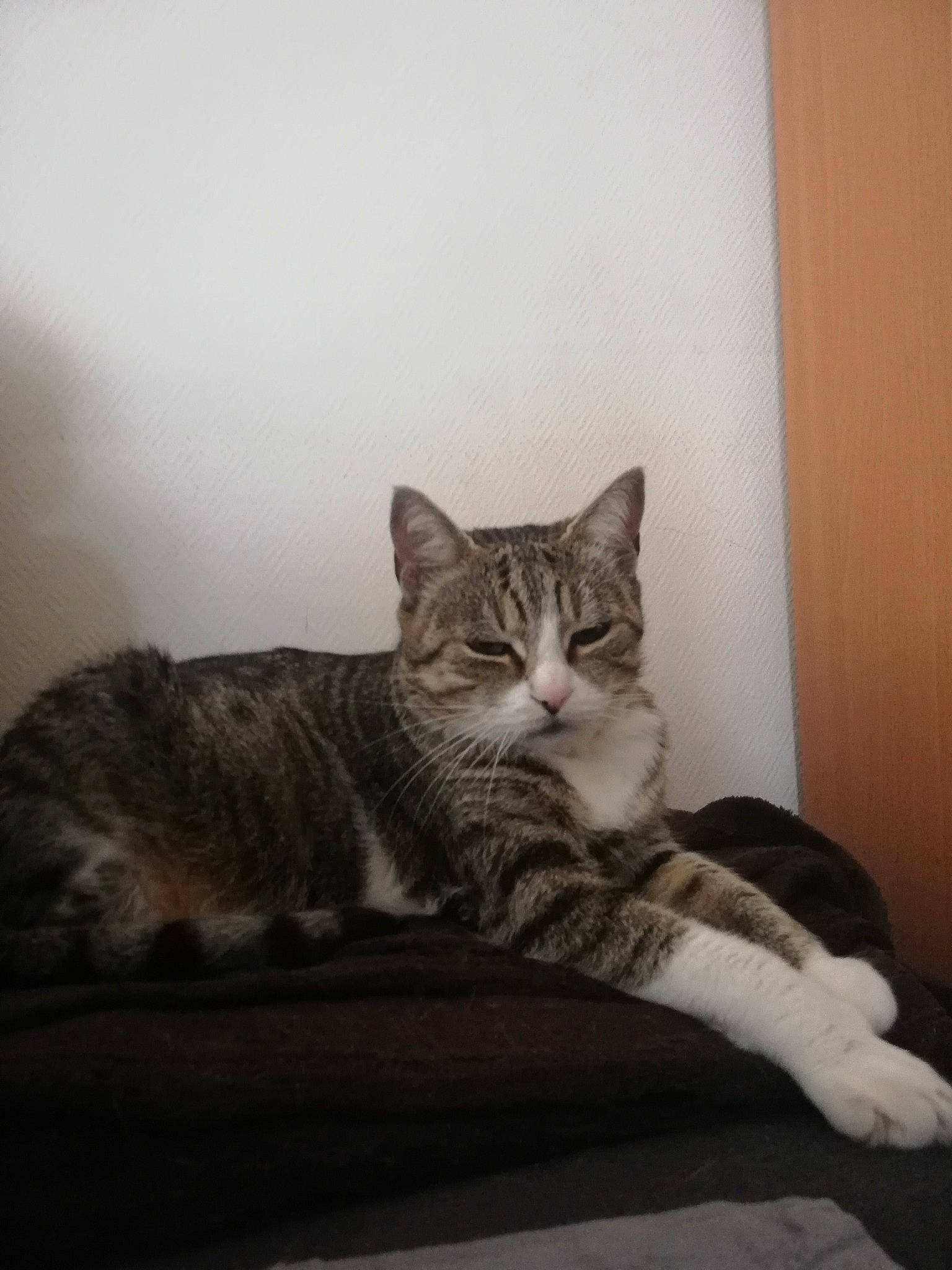 Kiwi participe au concours pour gagner de l'argent avec cette photo : aegean_cat, american_shorthair, asian, carnivore, cat, domestic_short_haired_cat, dragon_li, ear, european_shorthair, felidae, fur, kitten, maine_coon, mammal, small_to_medium_sized_cats, tabby_cat, whiskers