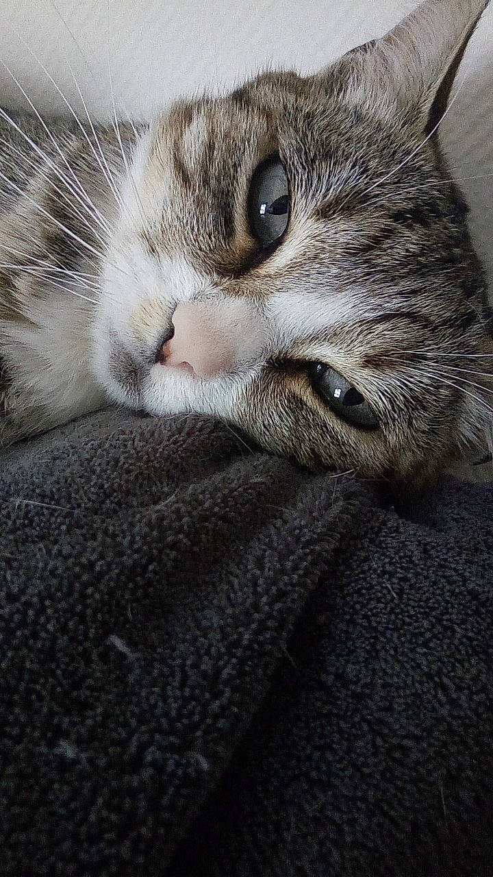 Kiwi a rejoint le concours — aidez-le/la à gagner de superbes lots ! american_shorthair, asian, carnivore, cat, close_up, domestic_short_haired_cat, dragon_li, european_shorthair, eye, felidae, fur, kitten, mammal, nose, pixie_bob, singapura, small_to_medium_sized_cats, snout, tabby_cat, whiskers