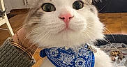 Blue a rejoint le concours — aidez-le/la à gagner de superbes lots ! cat, fluffy, blue_bandana, indoor, pet, white_fur, green_eyes, pink_nose, hand, person, wooden_floor, furniture, curious, close_up, whiskers, domestic_cat, cozy, animal, portrait, cute