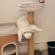 Blue participe au concours pour gagner de l'argent avec cette photo : cat, cat_tree, white_cat, fluffy_cat, upside_down, relaxed, indoor, pet, furniture, scratching_post, animal, home, floor, toy, collar, cozy, cute, sleeping, playful, funny
