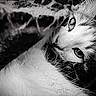 Blue participe au concours pour gagner de l'argent avec cette photo : cat, close_up, black_and_white, animal, pet, fur, whiskers, eyes, lying_down, portrait, mammal, face, sleepy, relaxing, soft, texture, monochrome, domestic_animal, blur, intense_gaze