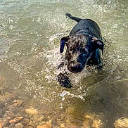 Ice participe au concours pour gagner de l'argent avec cette photo : dog, water, splash, wet, black_dog, shallow_water, pebbles, sunlight, outdoor, playful, animal, nature, summer, lake, swimming, canine, joyful, pet, ripples, fur