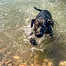 dog, water, splash, wet, black_dog, shallow_water, pebbles, sunlight, outdoor, playful, animal, nature, summer, lake, swimming, canine, joyful, pet, ripples, fur