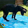 dog, black_dog, kiddie_pool, water, reflection, backyard, grass, sunlight, outdoor, pet, animal, play, summer, garden, curious, shadow, blue, canine, nature, leisure