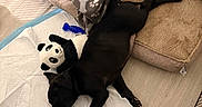 Ice participe au concours pour gagner de l'argent avec cette photo : puppy, black_dog, dog_bed, plush_toy, panda_toy, red_chew_toy, blanket, paw_print, training_pad, pet_playpen, wooden_floor, sleeping, pet, indoors, cozy, resting, canine, fur, animal, comfortable