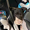 puppy, dog, car_interior, seat, gear_shift, black_fur, sunlight, toy, plush, panda, leather, stitching, curious, pet, animal, close_up, floor_mat, cable, container, car