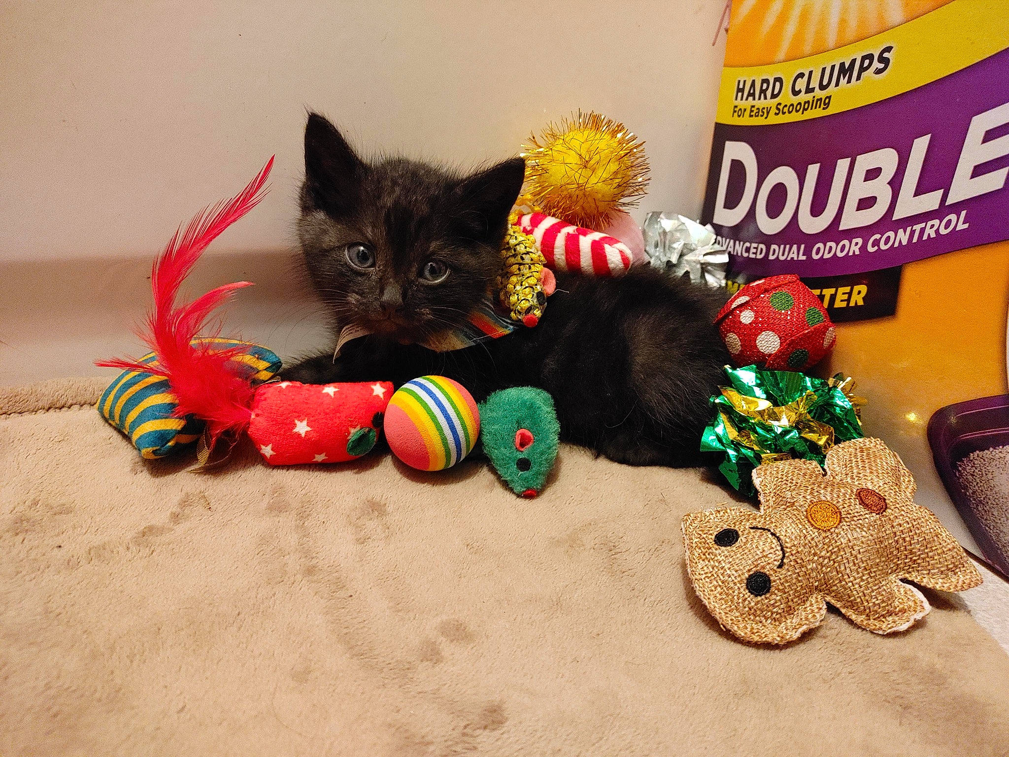 Figaro joined the competition — help win amazing prizes! art, black_cat, body_jewelry, bracelet, button, carnivore, cat, cat_toy, claw, domestic_short_haired_cat, fashion_accessory, felidae, fur, jewellery, paw, small_to_medium_sized_cats, stuffed_toy, tail, toy, whiskers