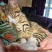 Mia joined the competition — help win amazing prizes! kitten, sleeping, cat, tabby, pet, cozy, indoor, person, hand, furry, cute, animal, resting, closeup, paw, striped, domestic, comfort, soft, nap