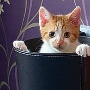 Alfie is registered to the contest to win money with this photo: