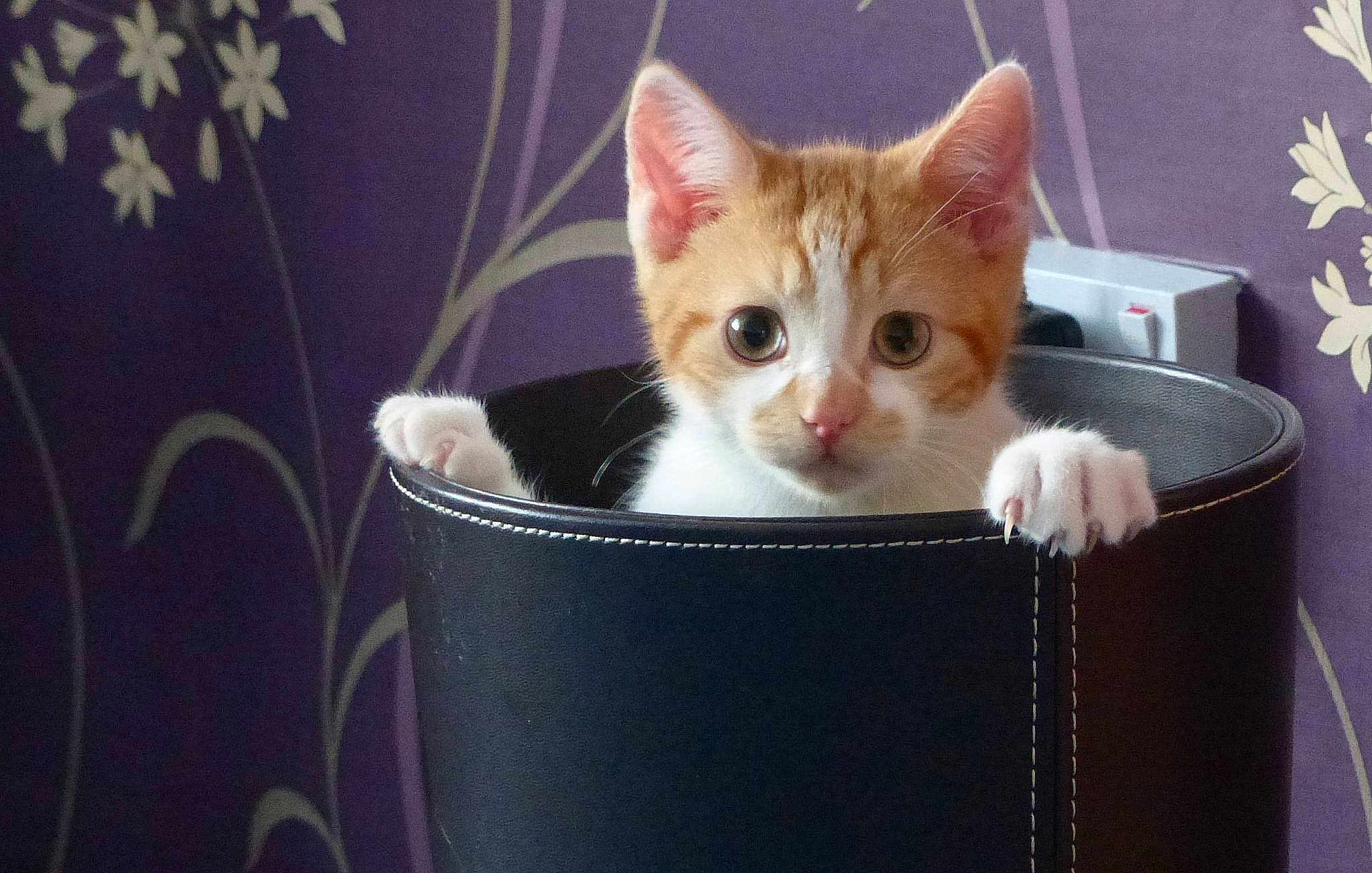 Alfie