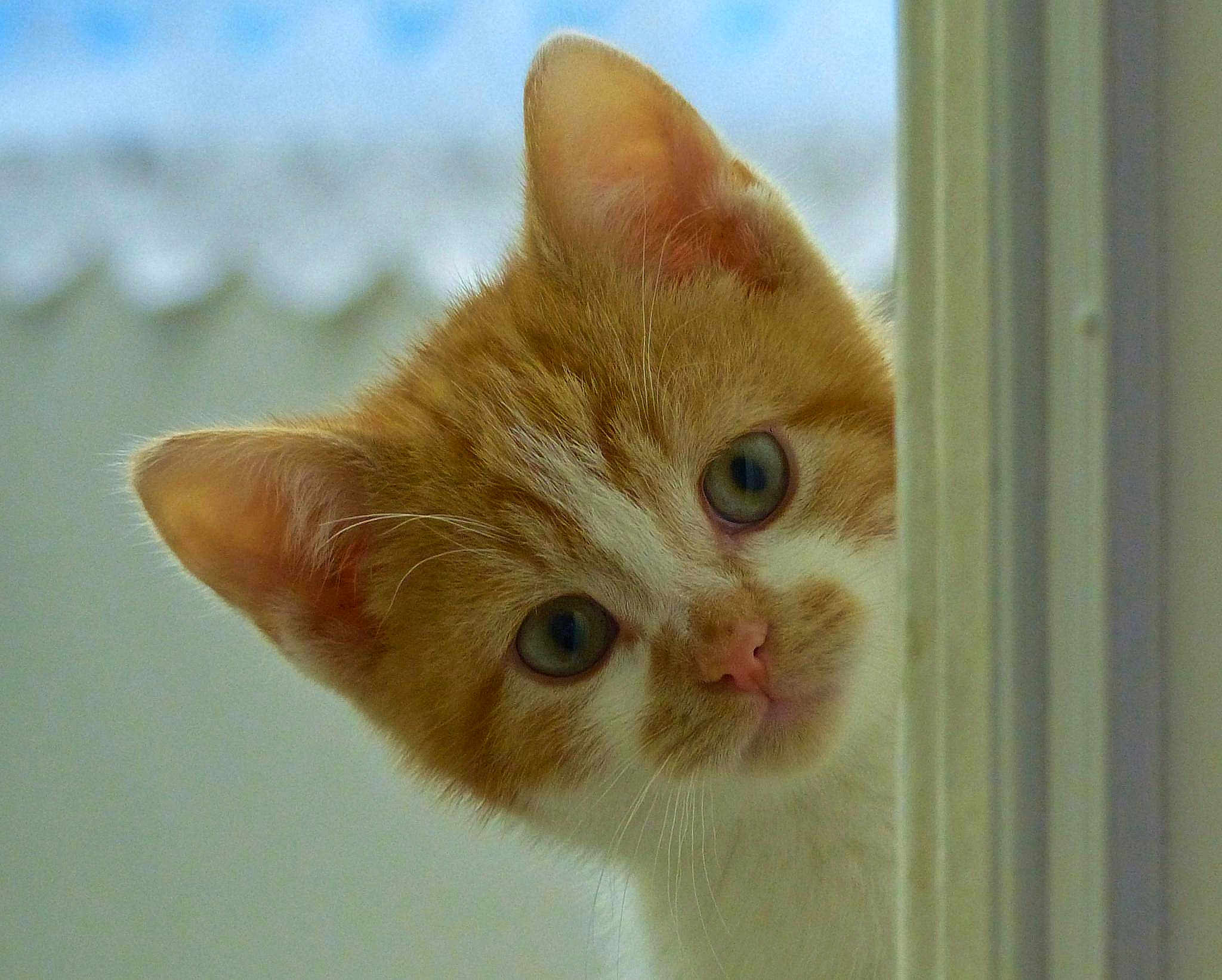 Alfie