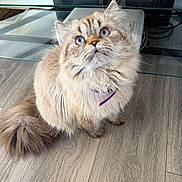 Channel joined the competition — help win amazing prizes! cat, fluffy, blue_eyes, sitting, indoor, wooden_floor, curious, pet, feline, collar, purple_collar, long_hair, whiskers, domestic_cat, looking_up, household, glass_table, flooring, cute, animal
