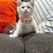 Chanel joined the competition — help win amazing prizes! kitten, cat, fluffy, blue_eyes, collar, crocheted_flowers, couch, orange_pillow, striped_pillow, cozy, indoor, pet, cute, feline, sitting, closeup, fur, domestic, young, comfortable