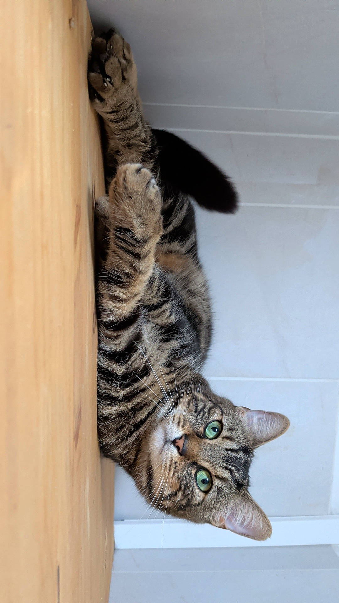 Musso participe au concours pour gagner de l'argent avec cette photo : animal, cat, close_up, curious, domestic_cat, ears, feline, fur, green_eyes, indoor, looking_at_camera, lying_down, pet, playful, portrait, relaxed, striped, tabby, whiskers, wooden_surface