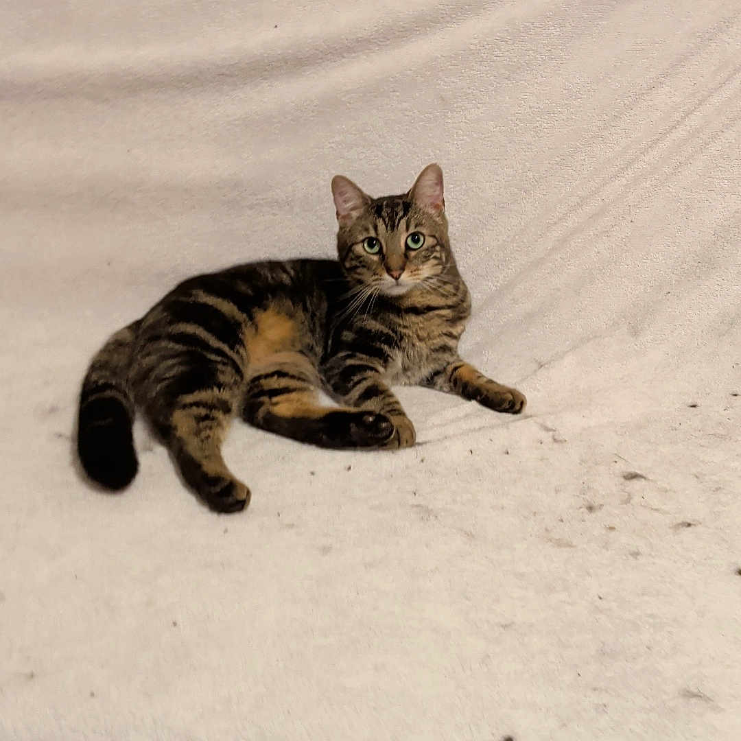 Musso a rejoint le concours — aidez-le/la à gagner de superbes lots ! cat, tabby, pet, animal, feline, indoor, resting, blanket, white, fur, whiskers, ears, eyes, tail, cute, relaxed, looking, household, cozy, domestic