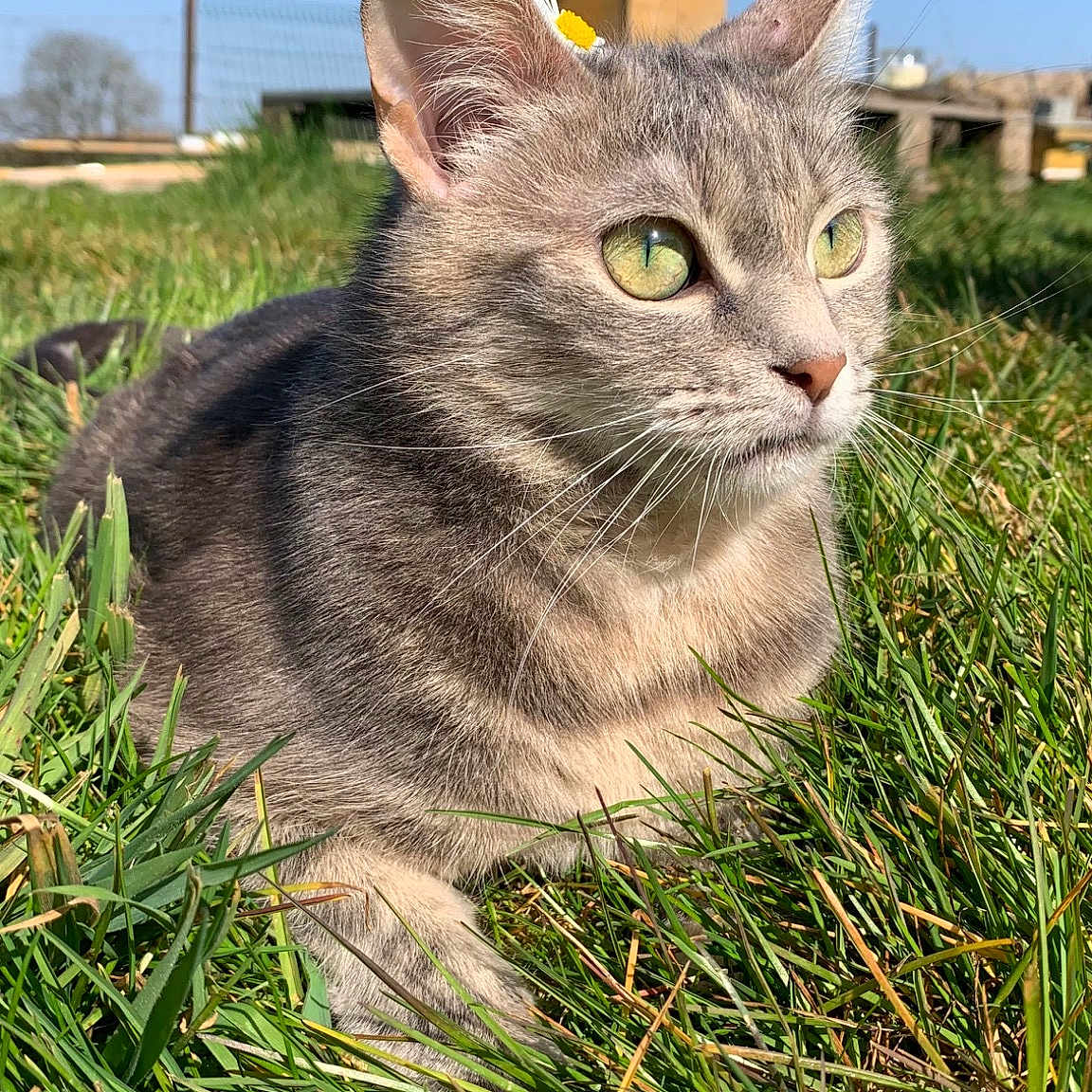Nala