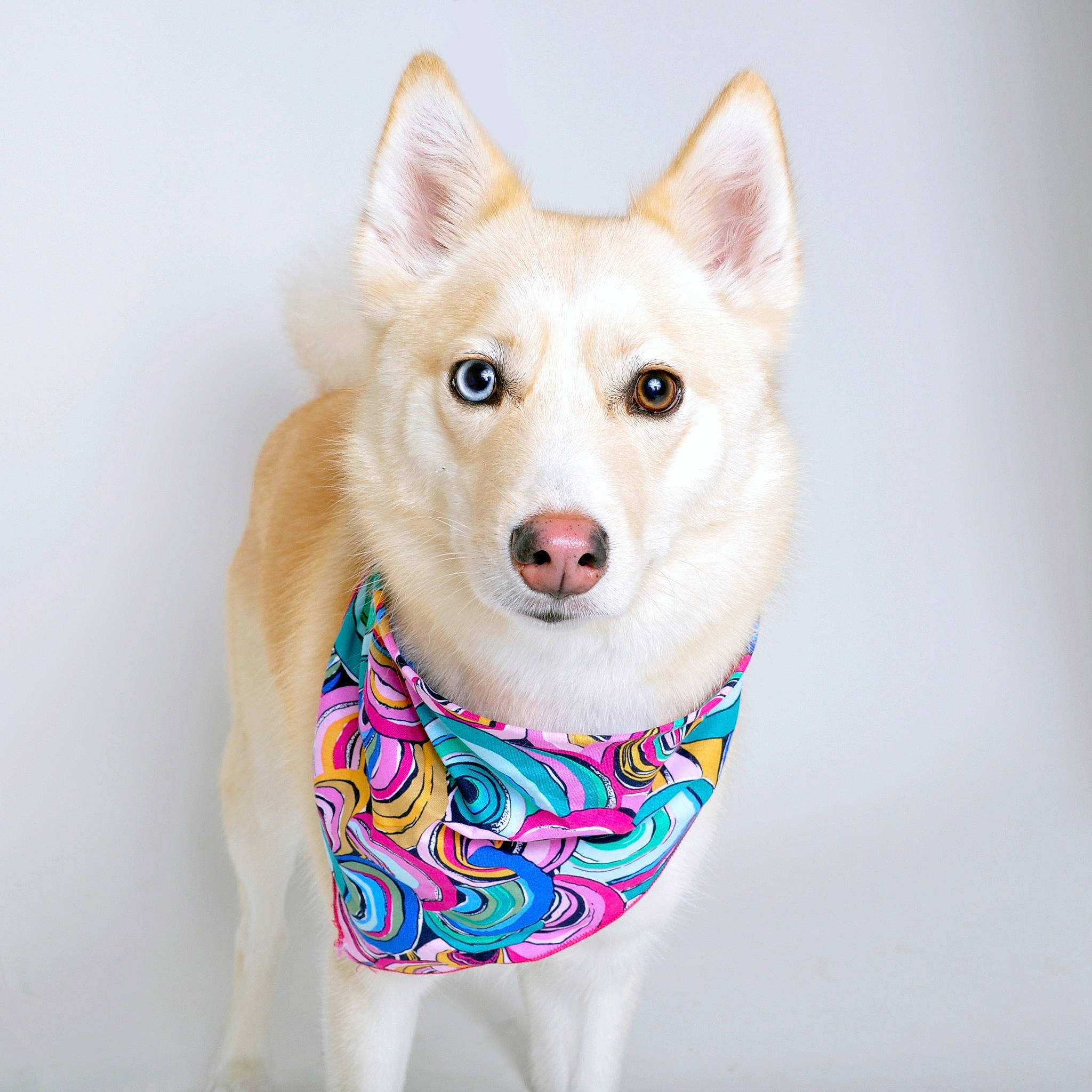 Gypsy joined the competition — help win amazing prizes! canaan_dog, canadian_eskimo_dog, canidae, carnivore, collar, companion_dog, dog, dog_breed, fur, labrador_husky, mammal, non_sporting_group, rare_breed_dog, sakhalin_husky, siberian_husky, sled_dog, spitz, vertebrate, working_dog