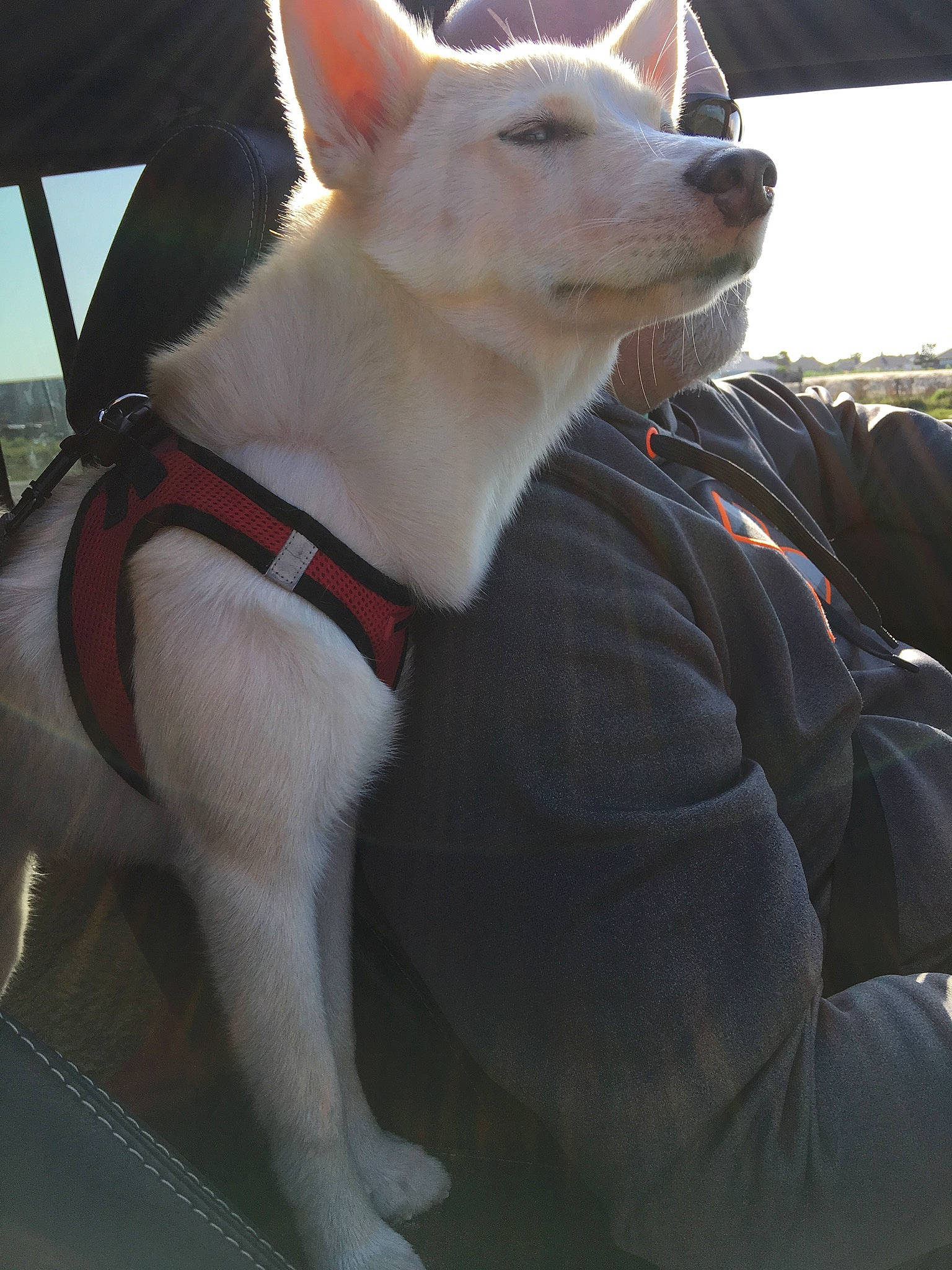 Gypsy is registered to the contest to win money with this photo: berger_blanc_suisse, canidae, carnivore, carolina_dog, companion_dog, dog, dog_breed, kishu, korean_jindo_dog, mammal, non_sporting_group, norwegian_buhund, rare_breed_dog, siberian_husky, vertebrate, white_shepherd