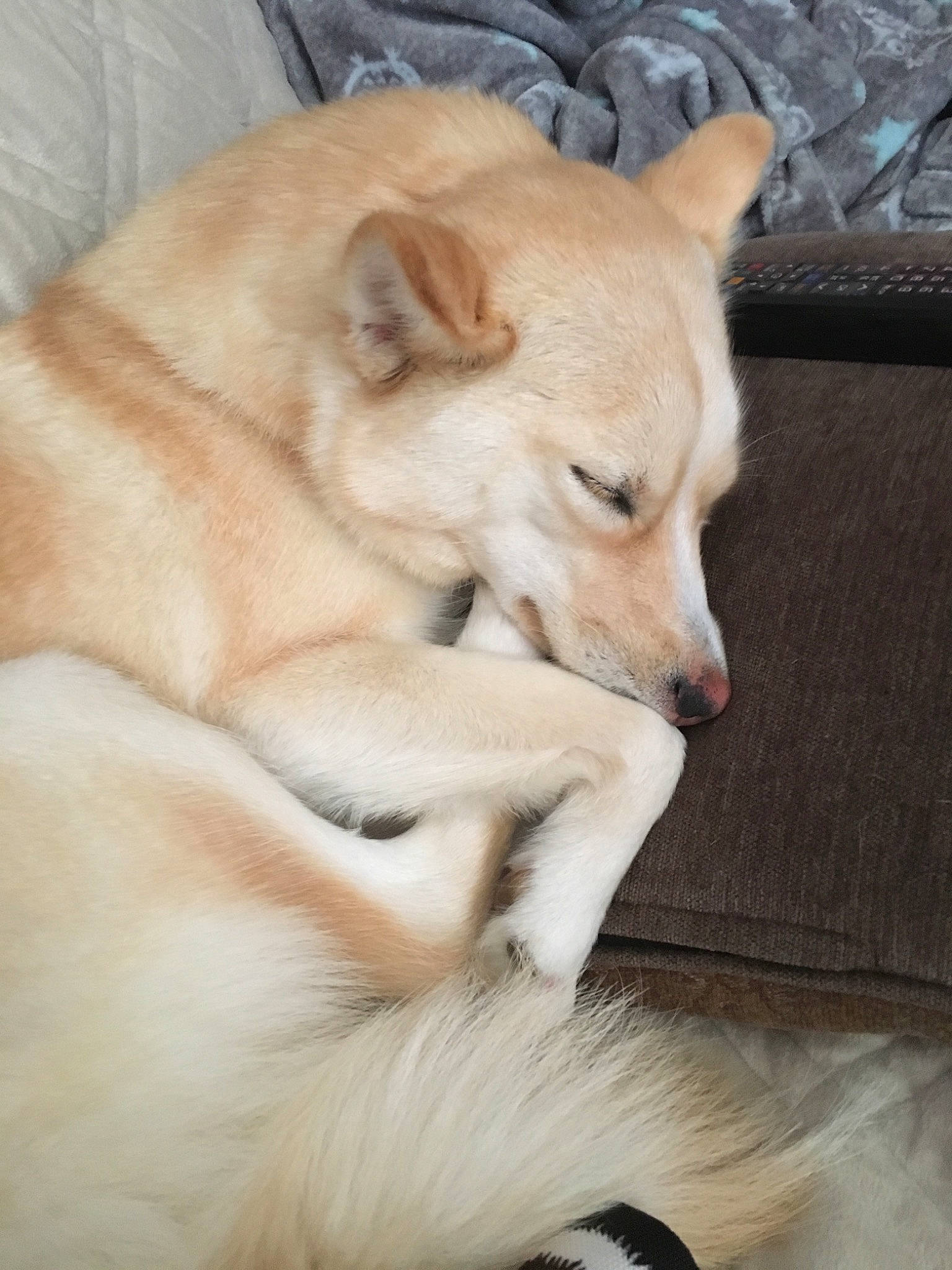 Gypsy is registered to the contest to win money with this photo: ancient_dog_breeds, canaan_dog, canidae, carnivore, companion_dog, dog, dog_breed, fawn, korean_jindo_dog, labrador_husky, mammal, non_sporting_group, norwegian_buhund, pariah_dog, puppy, snout, sporting_group, vertebrate