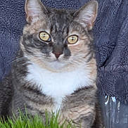 Lexi is registered to the contest to win money with this photo: cat, kitten, tabby, gray_cat, white_chest, yellow_eyes, whiskers, ears, furry, sitting, portrait, close_up, animal, pet, indoor, blanket, blue_background, grass, alert, cute
