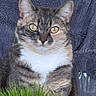 cat, kitten, tabby, gray_cat, white_chest, yellow_eyes, whiskers, ears, furry, sitting, portrait, close_up, animal, pet, indoor, blanket, blue_background, grass, alert, cute
