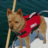 Havane a rejoint le concours — aidez-le/la à gagner de superbes lots ! adventure, animal, boat, brown_fur, canine, daytime, dog, flag, fur, life_jacket, marine, metal_rail, outdoor, pet, rope, small_dog, standing, sunlight, water, wooden_pole