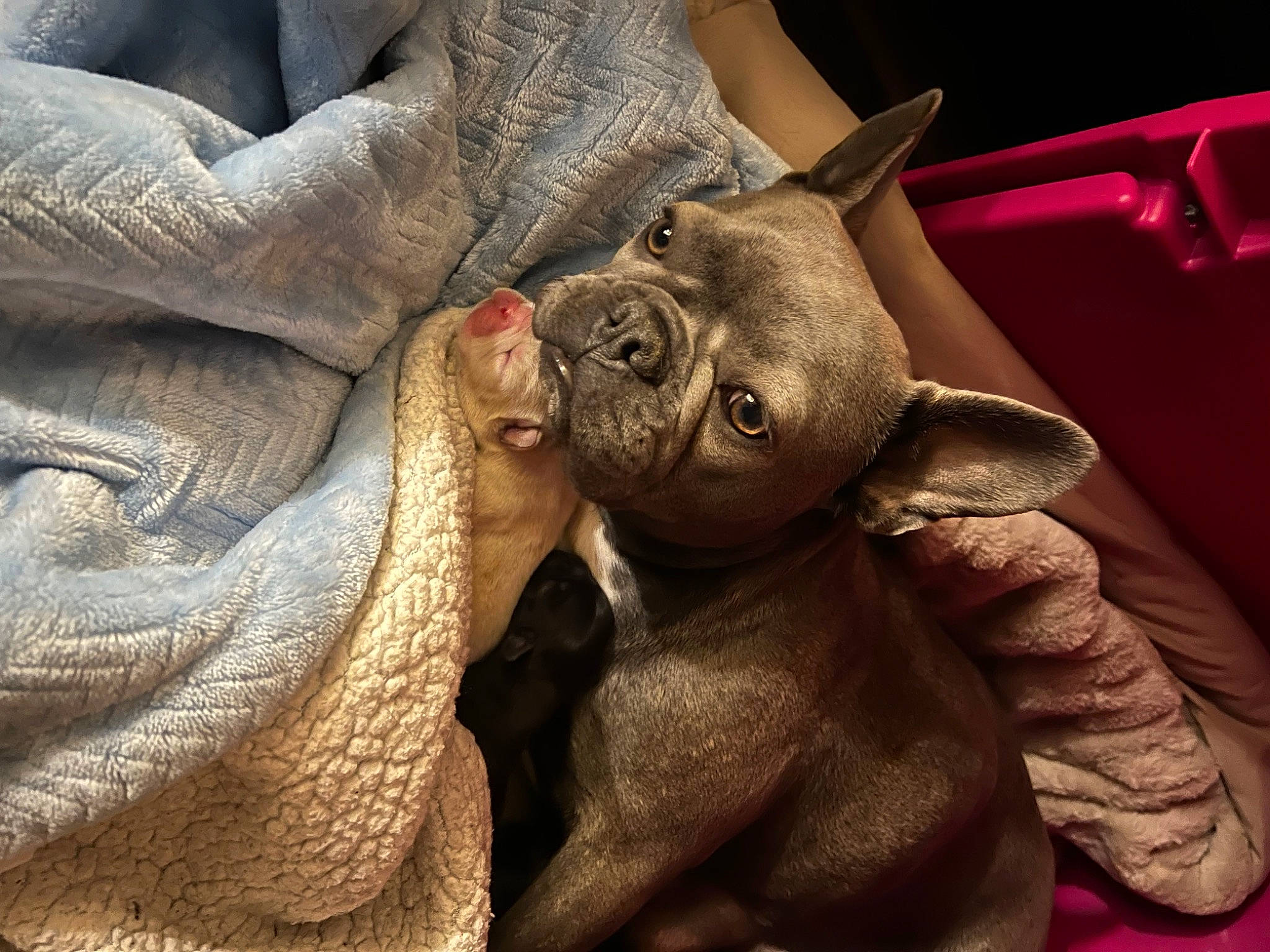 Blossom joined the competition — help win amazing prizes! art, artifact, carving, comfort, ear, elephants_and_mammoths, eye, fawn, flesh, fur, gesture, nail, sculpture, snout, terrestrial_animal, visual_arts, whiskers, wildlife, working_animal, wrinkle